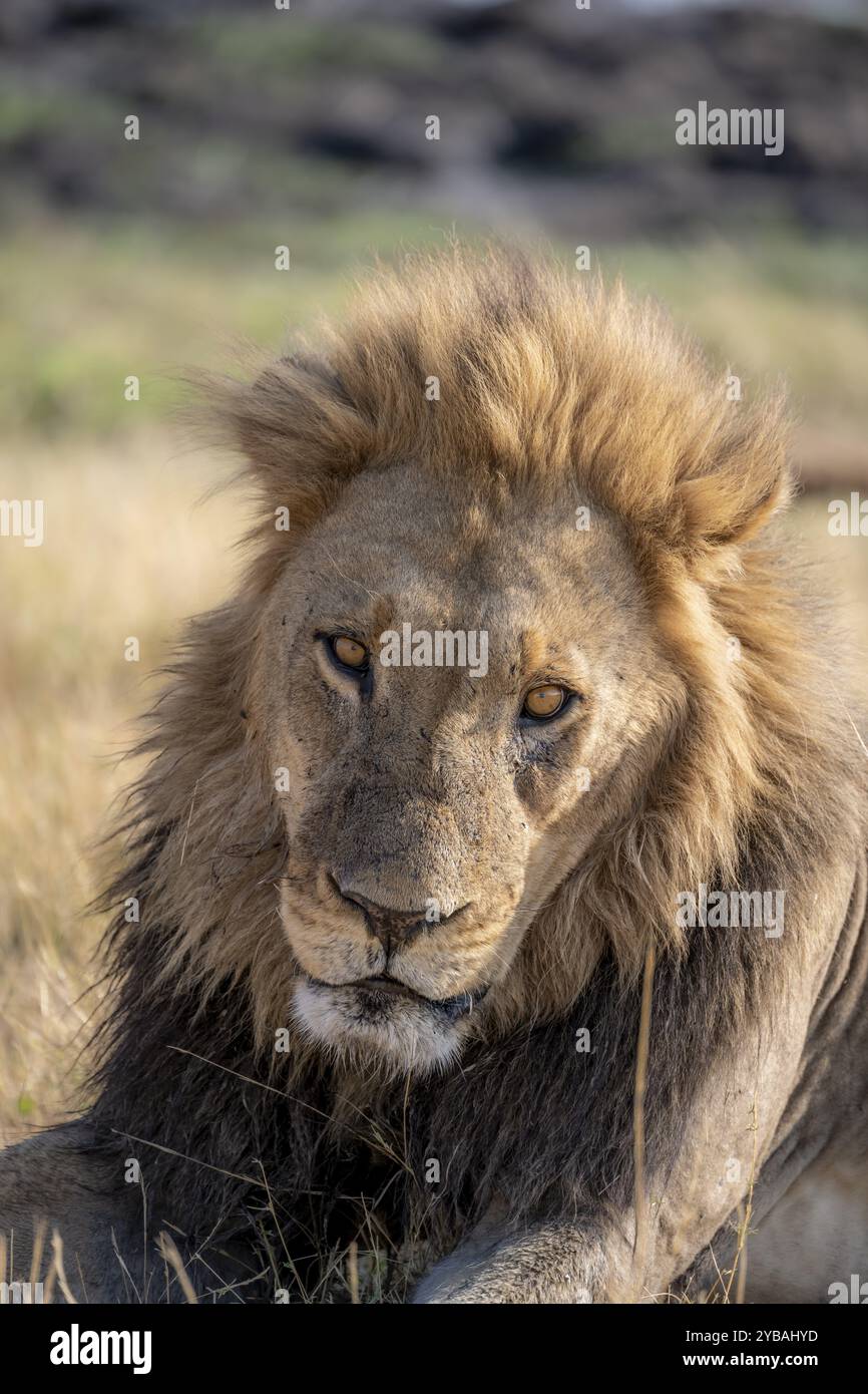 Leone (Panthera leo), ritratto di animali, maschio adulto, giacente in erba asciutta, Khwai, Delta dell'Okavango, riserva di caccia Moremi, Botswana, Africa Foto Stock