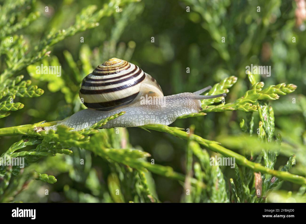 Chiocciola da giardino (Cepaea hortensis), Vallese, Svizzera, Europa Foto Stock