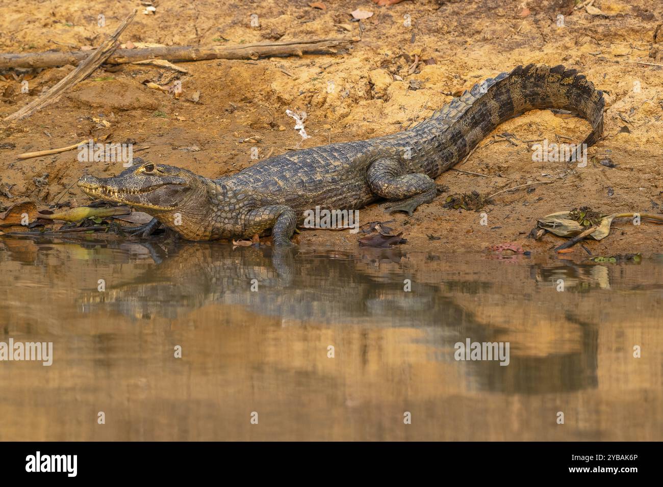 Caiman (Caimaninae), Alligator (Alligatoridae), Crocodile (Crocodylia), Reflection, Pantanal, entroterra, zone umide, riserva della biosfera dell'UNESCO, World Heritag Foto Stock