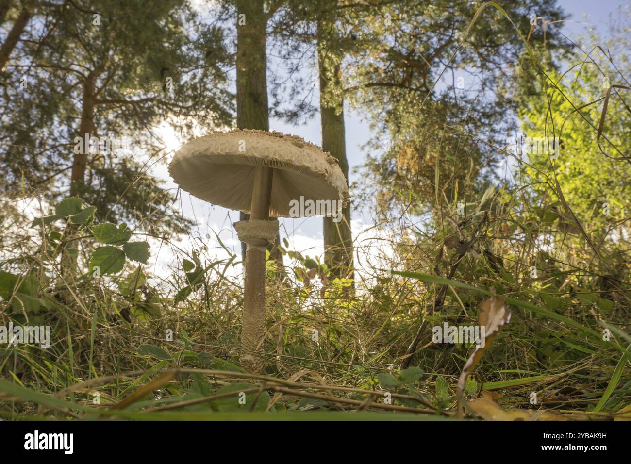Ombrellone funghi nel bosco Foto Stock