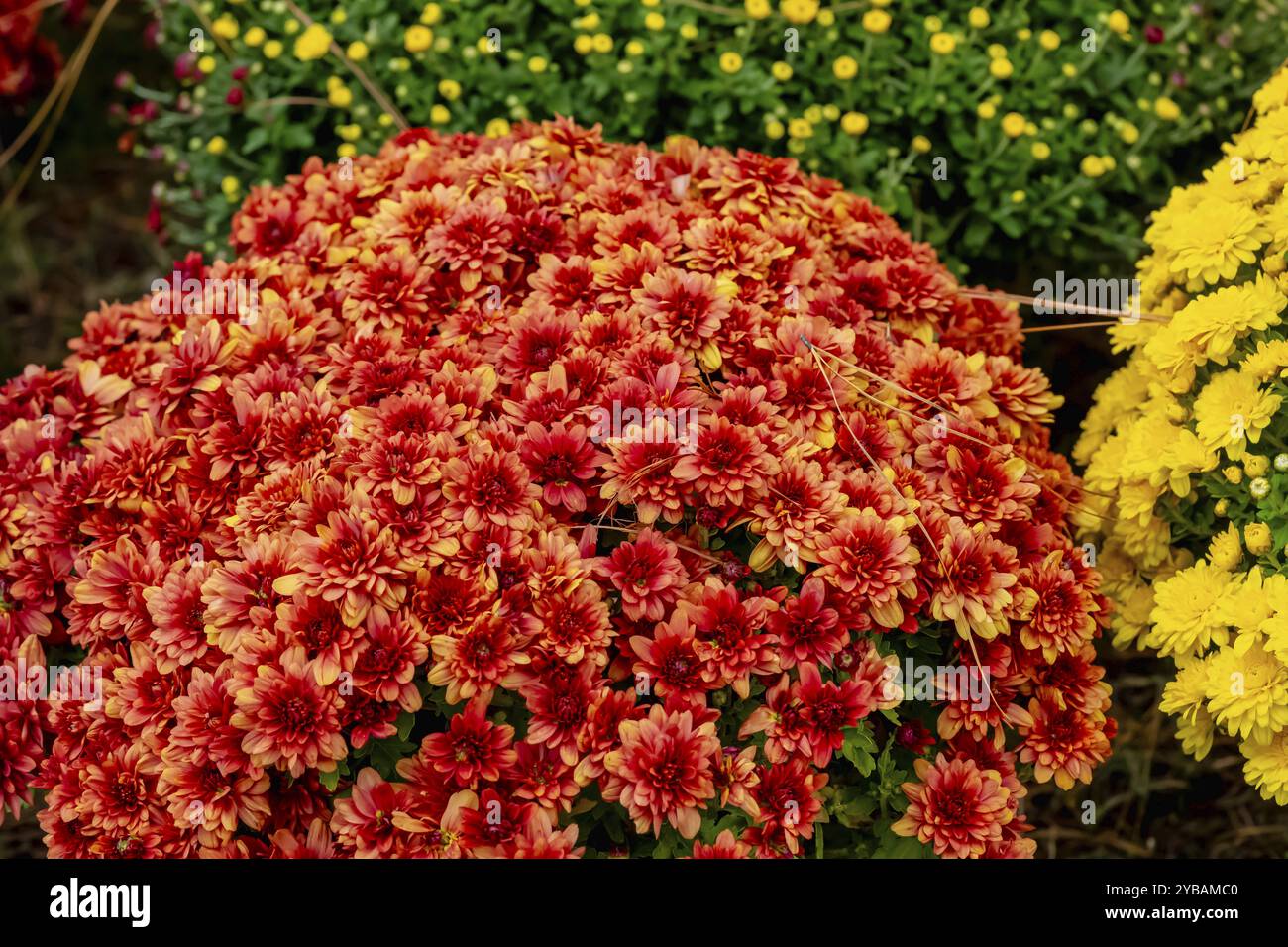Fresco e colorato bouquet di fiori in un mercato agricolo locale Foto Stock