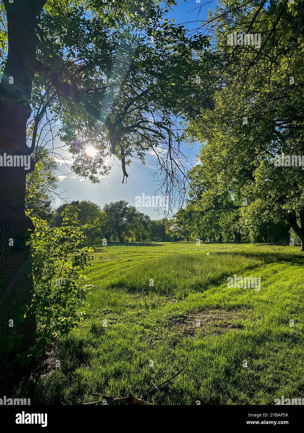 Paesaggio di un ingresso a un prato nel Midwest durante l'estate dove il sole splende attraverso i rami degli alberi - Immagine stock catturata con smartphone