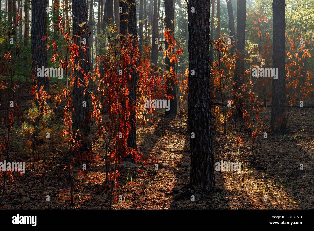 Raggi solari che attraversano rami di alberi. Bella mattinata d'autunno. Passeggiate nella natura. Foto Stock