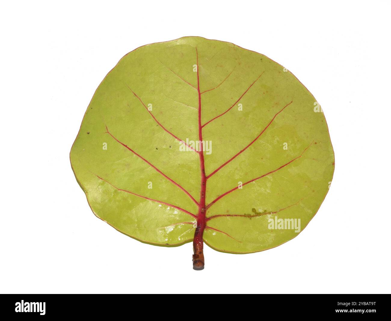 Coccoloba uvifera pianta d'uva marina primo piano sul lato inferiore isolato su sfondo bianco Foto Stock