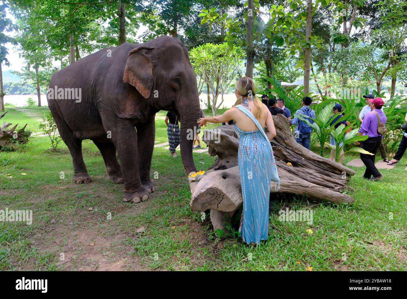 Un visitatore che dà da mangiare a un elefante nel Santuario & Resort del Villaggio degli Elefanti. Luang Prabang, Laos Foto Stock