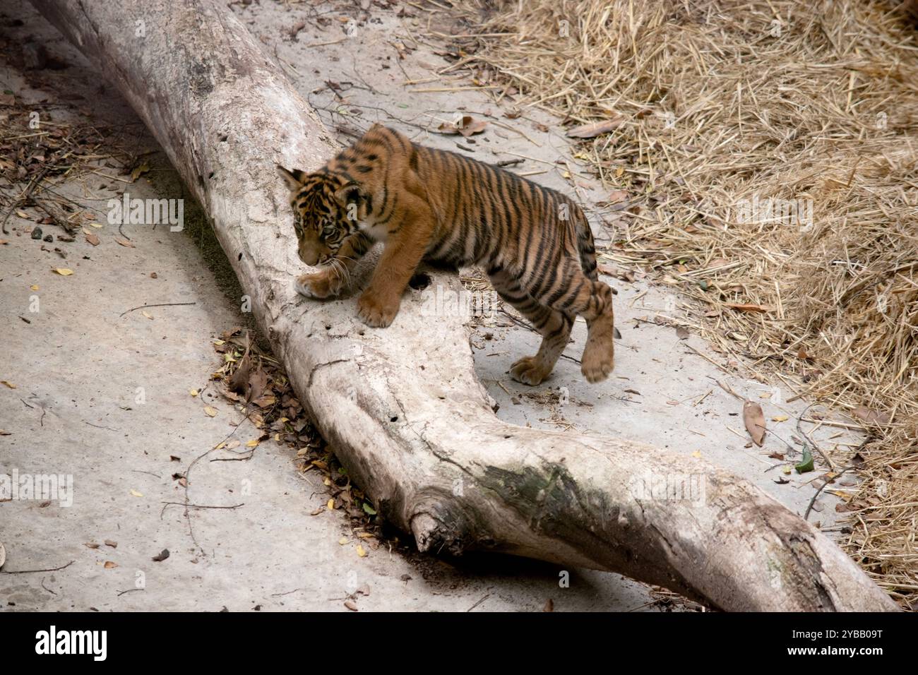 I cuccioli di tigre nascono con tutte le loro strisce e bevono il latte della madre fino a sei mesi e poi mangiano solo carne. Foto Stock