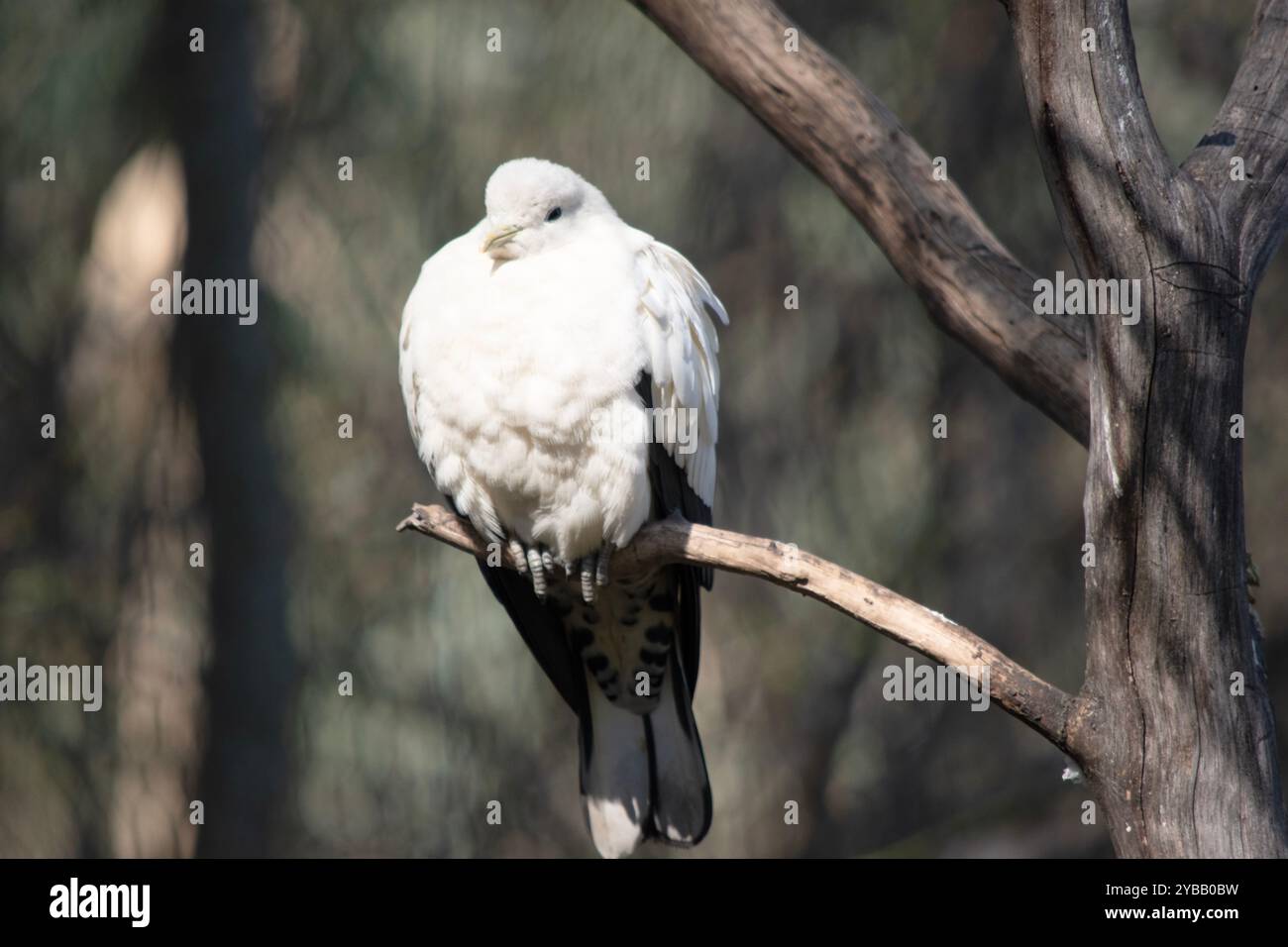 Il pied Torresia Imperial Pigeon è tutto bianco con ali nere Foto Stock