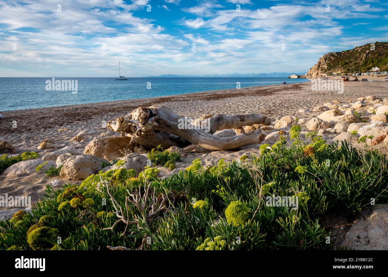 Piante fiorenti e un tronco di legno ai margini della spiaggia di Kathisma, isola di Lefkada, Grecia. Natura, ecologia, ambiente e contesto di vacanza. Foto Stock