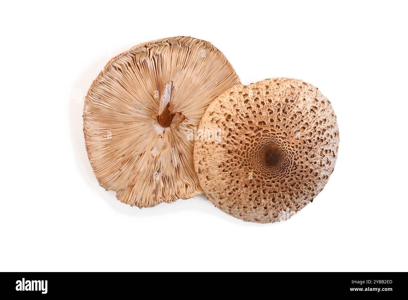 Vista dall'alto dei funghi Parasol dal lato inferiore e superiore su sfondo bianco Foto Stock