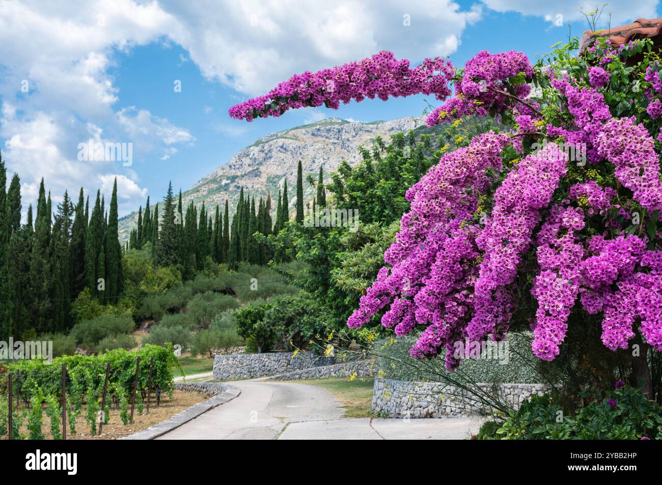 Fiori di Bougainvillea in fiore nella campagna di Dubrovnik, Croazia Foto Stock