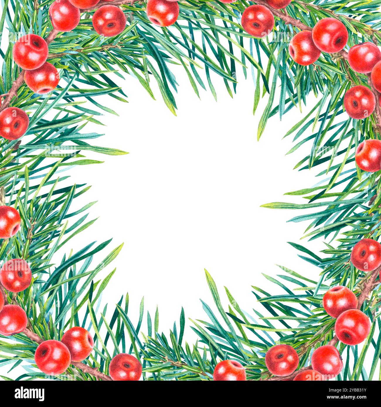 Cornice quadrata di Natale con bacche agrifoglio, rami di conifere. Modello invernale disegnato a mano su sfondo isolato. Illustrazione di una pianta sempreverde. Foto Stock