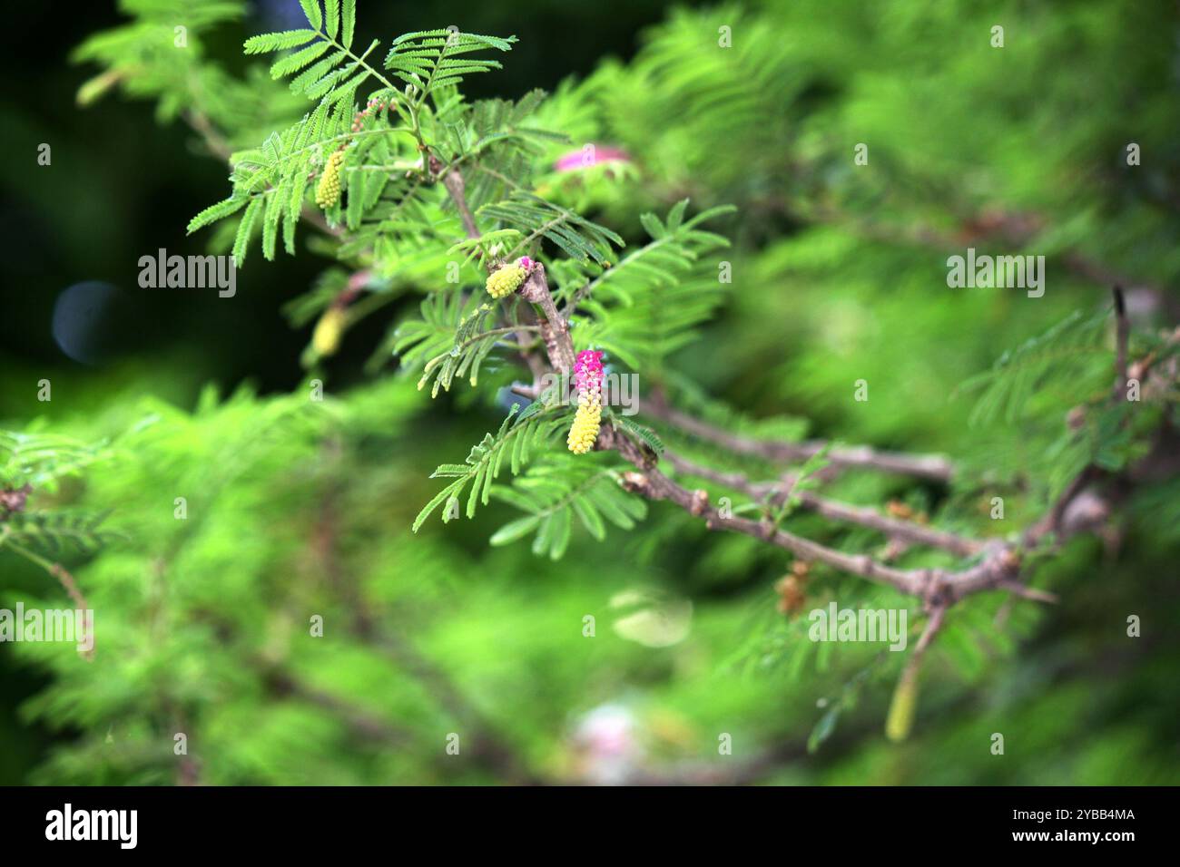 Albero di Natale Kalahari (Dichrostachys cinerea) con foglie verdi e boccioli di fiori. Foto Stock