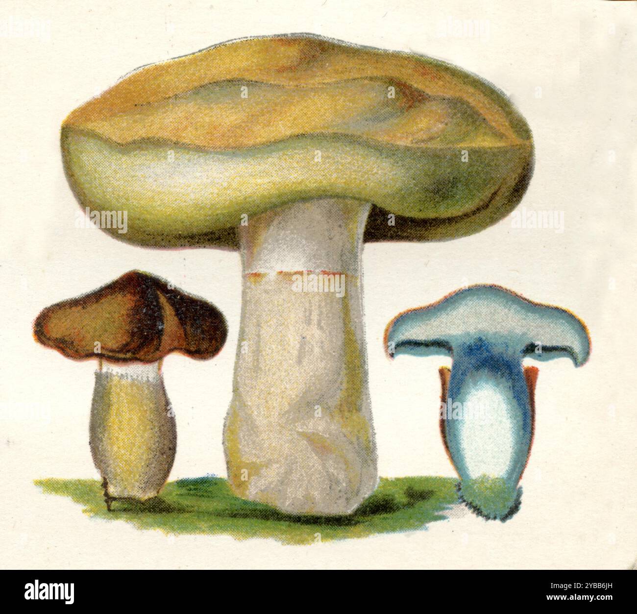 Ink stain bolete Cyanoboletus pulverulentus, (libro botanico, ca. 1900), Schwarzblauender Röhrling Foto Stock
