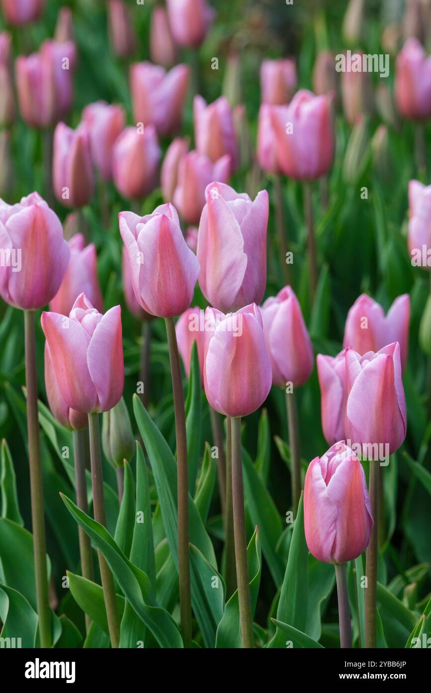 Tulipa Mistress Mystic, Tulip Mistress Mystic, sfumature di rosa e lavanda, fogliame a forma di lancia. Foto Stock