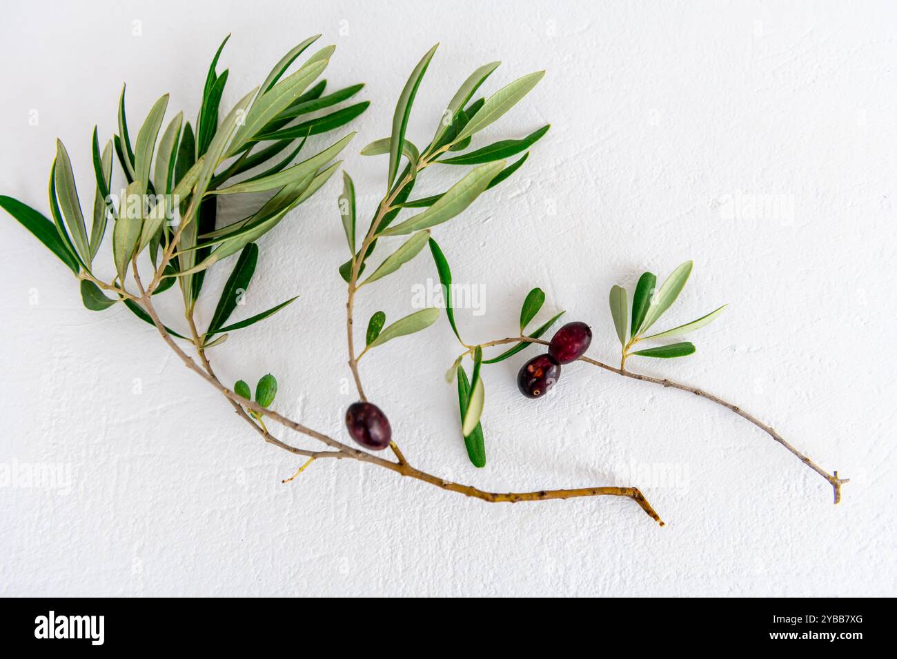 Olive nere su rami isolati su sfondo bianco. Foto Stock