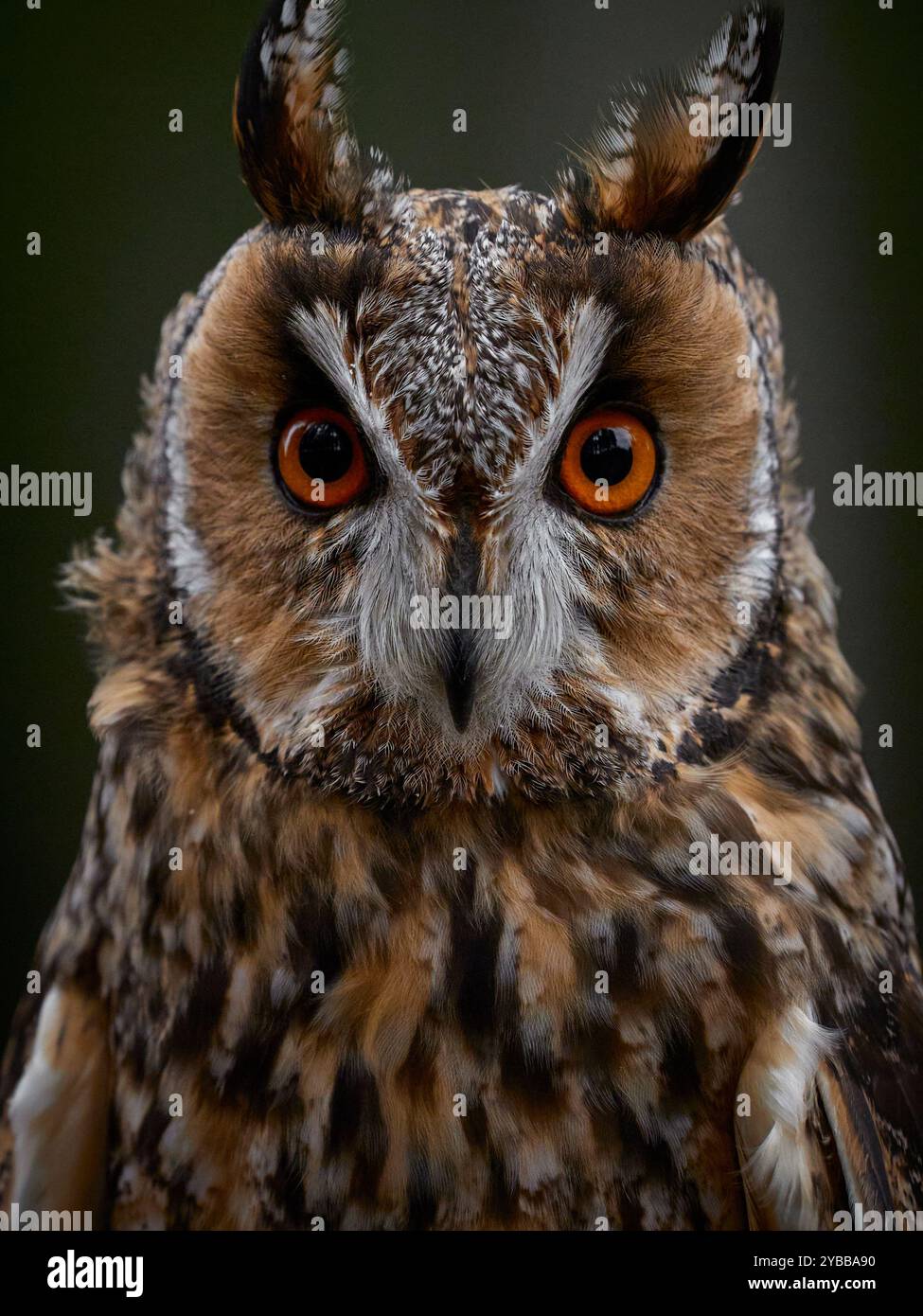 Ritratto dettagliato del gufo dall'orecchio lungo. (Asio otus) uccello preda con occhi arancioni. Primo piano gufo. Uccello che guarda la macchina fotografica. Natura selvaggia. Foto Stock