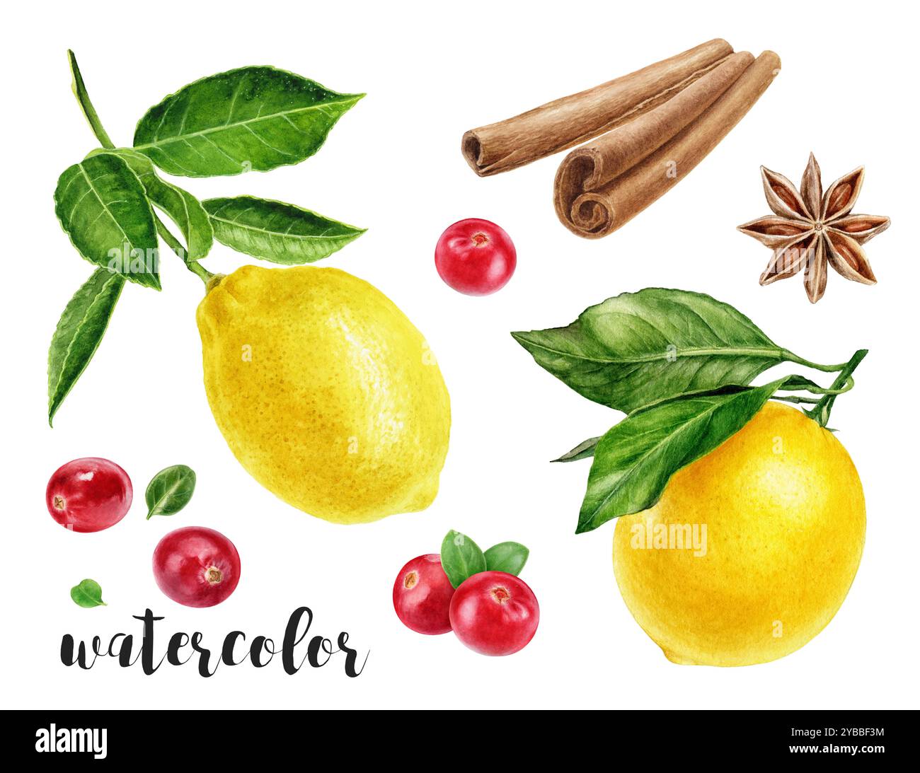 Illustrazione botanica con acquerello dipinto a mano, limone, mirtillo, cannella e anice Foto Stock Illustrazione botanica con acquerello dipinto a mano, limone, mirtillo, cannella e anice Foto Stock