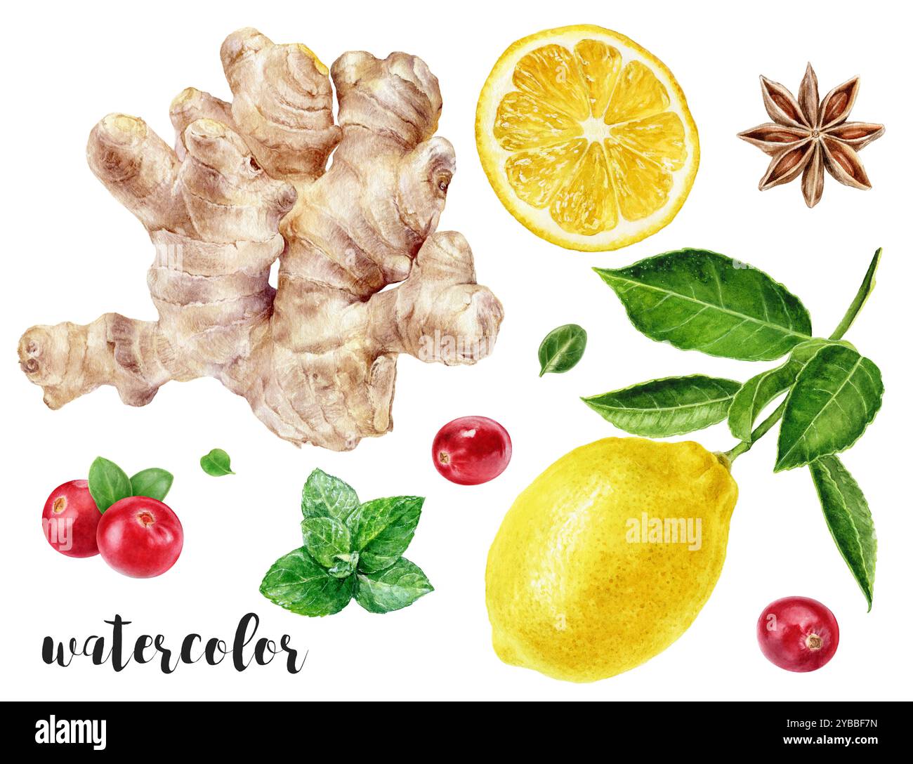 Illustrazione botanica di Limone, zenzero, Lingonberry, anice e menta dipinta a mano Foto Stock
