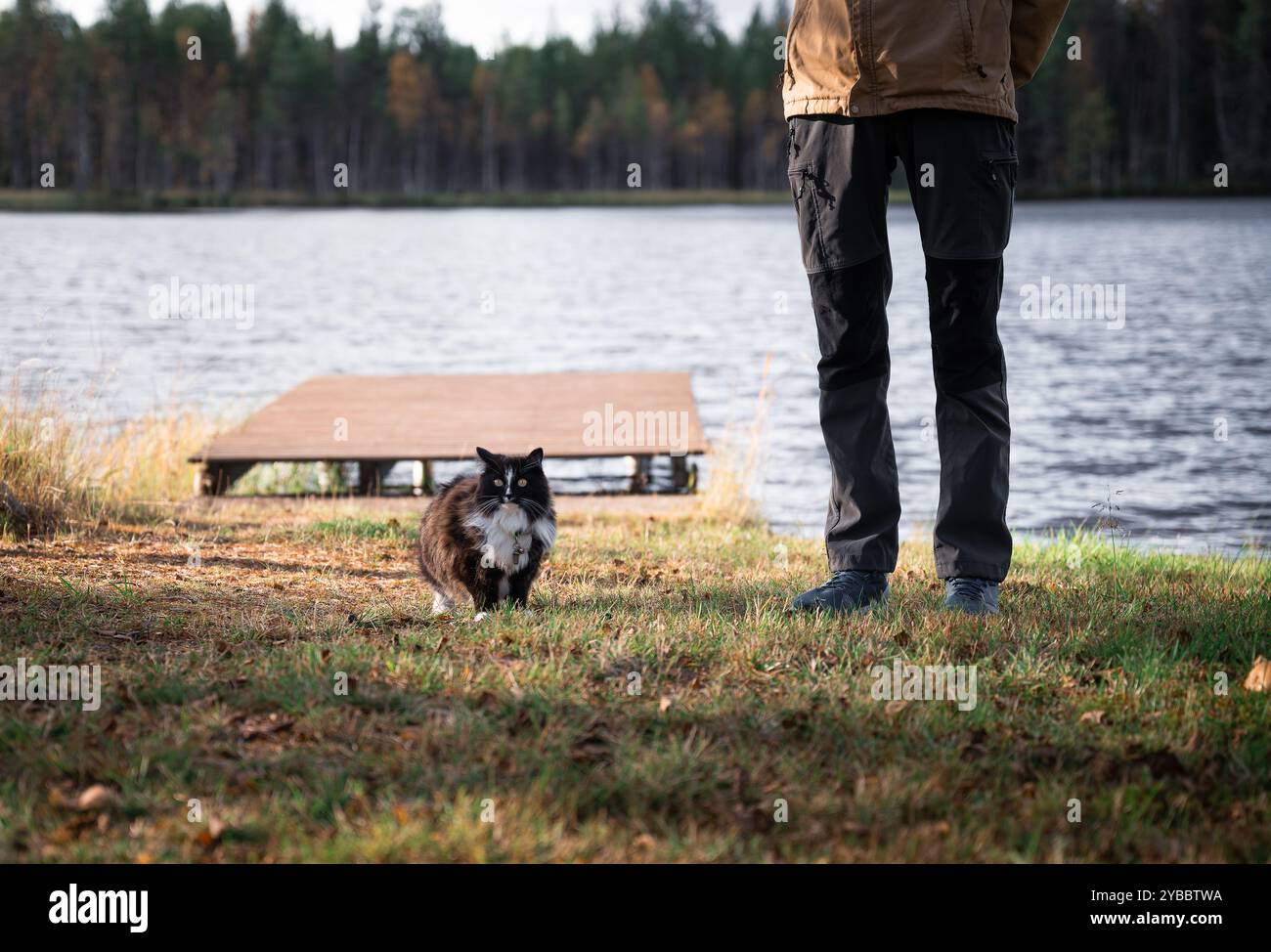 il gatto bianco e nero cammina lungo un molo di legno Foto Stock