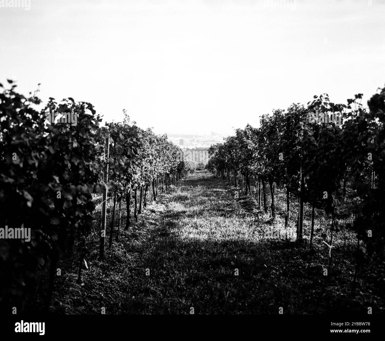Hans & Fritz Buschenschank, azienda vinicola austriaca (HEURIGER) Krapfenwaldgasse, Vienna, Austria. Foto Stock