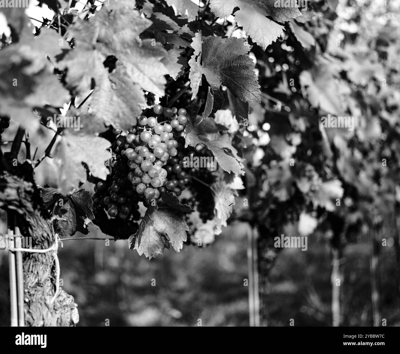 Hans & Fritz Buschenschank, azienda vinicola austriaca (HEURIGER) Krapfenwaldgasse, Vienna, Austria. Foto Stock