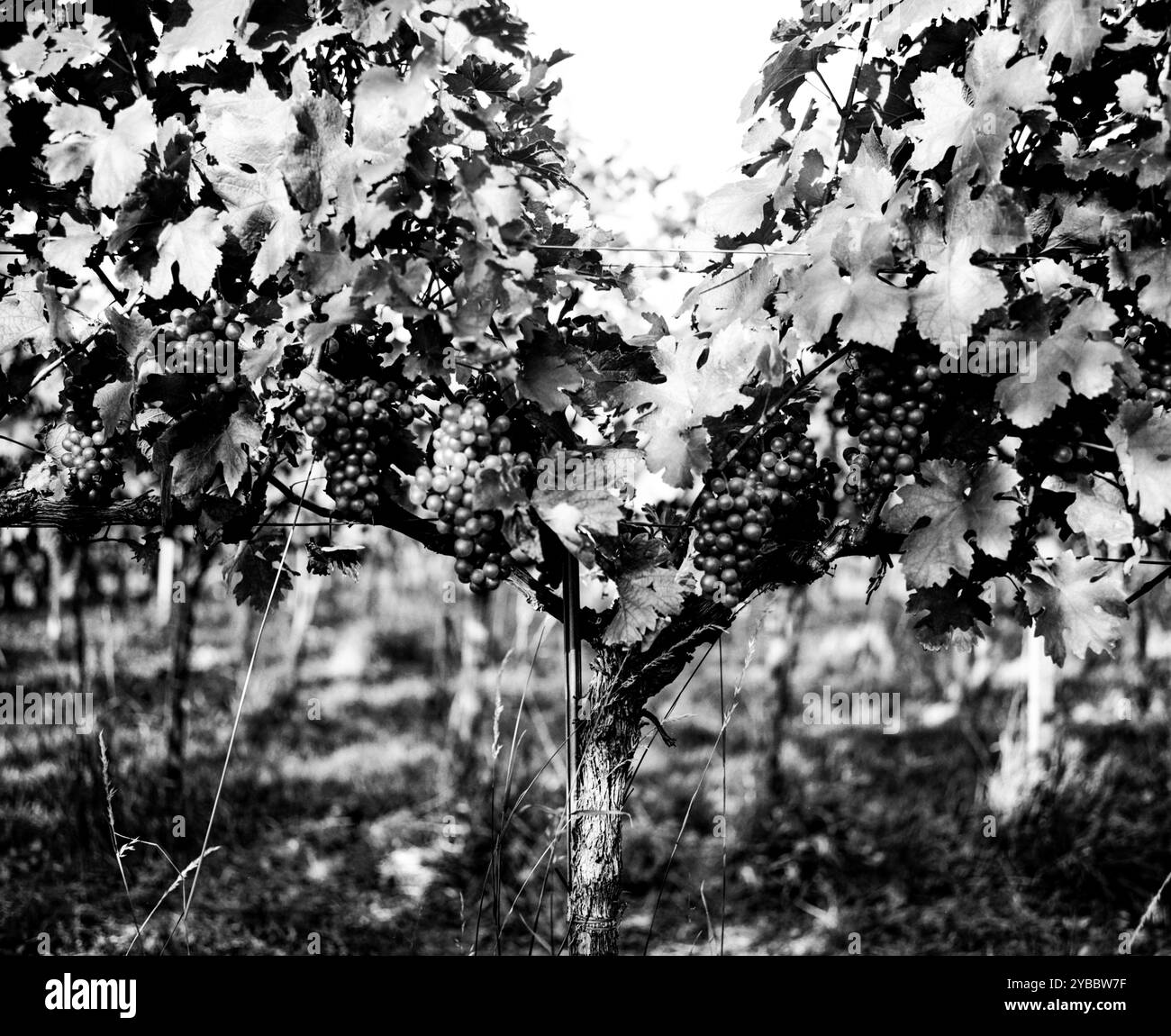 Hans & Fritz Buschenschank, azienda vinicola austriaca (HEURIGER) Krapfenwaldgasse, Vienna, Austria. Foto Stock