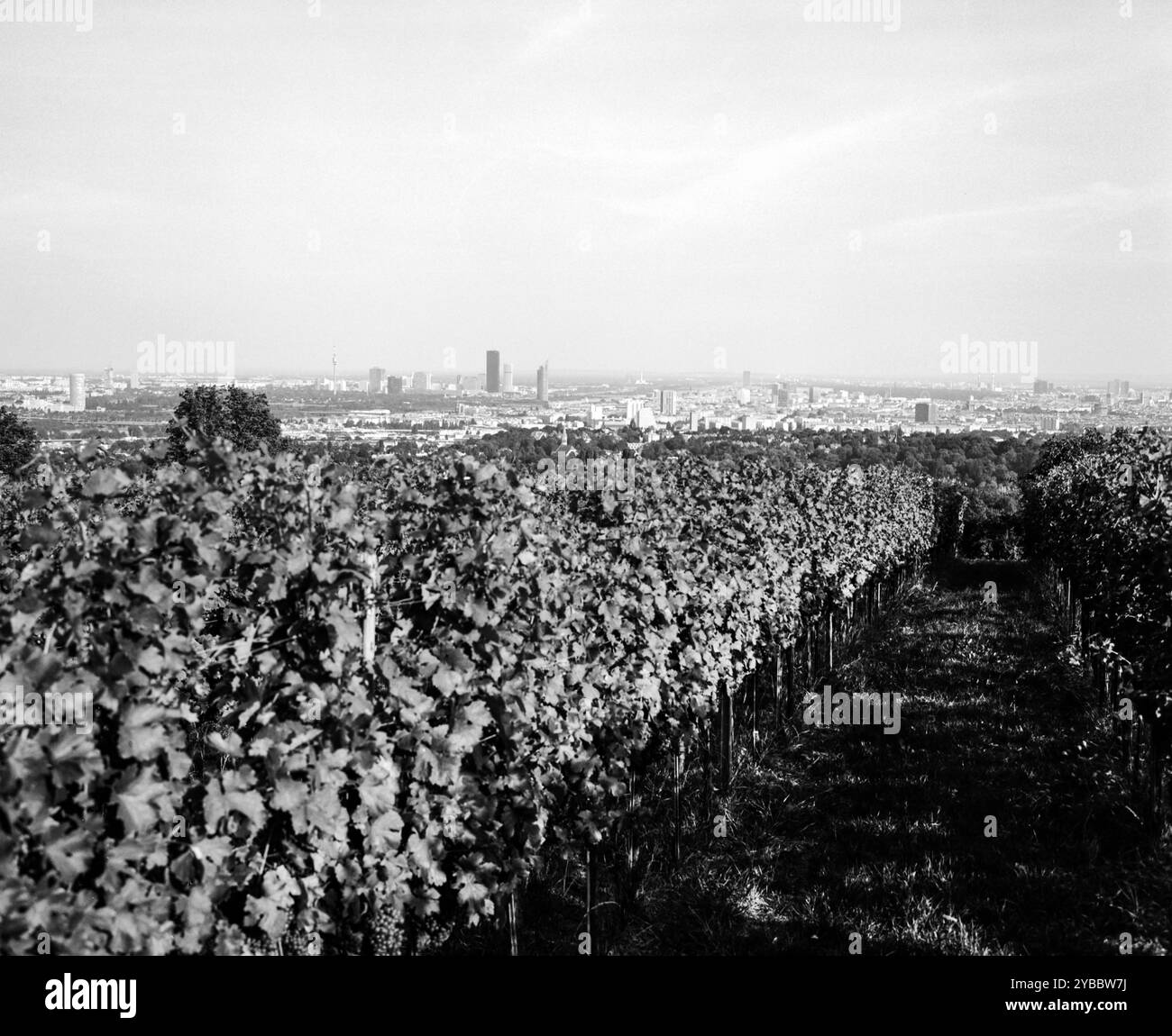 Hans & Fritz Buschenschank, azienda vinicola austriaca (HEURIGER) Krapfenwaldgasse, Vienna, Austria. Foto Stock