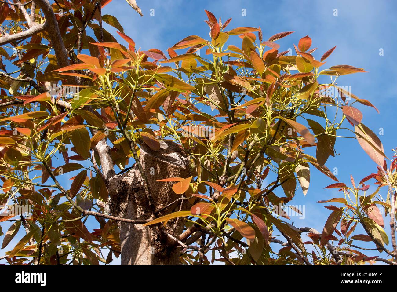 Nuova crescita rosa e arancio foglie di avocado Hass (persea americana) in frutteto nel Queensland, Australia. Resti di fioritura. Piccoli avos che appaiono . Foto Stock