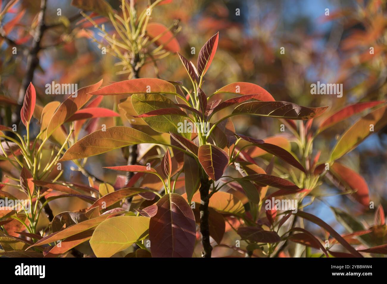 Nuova crescita rosa e arancio foglie di avocado Hass (persea americana) in frutteto nel Queensland, Australia. Resti di fioritura. Piccoli avos che appaiono . Foto Stock