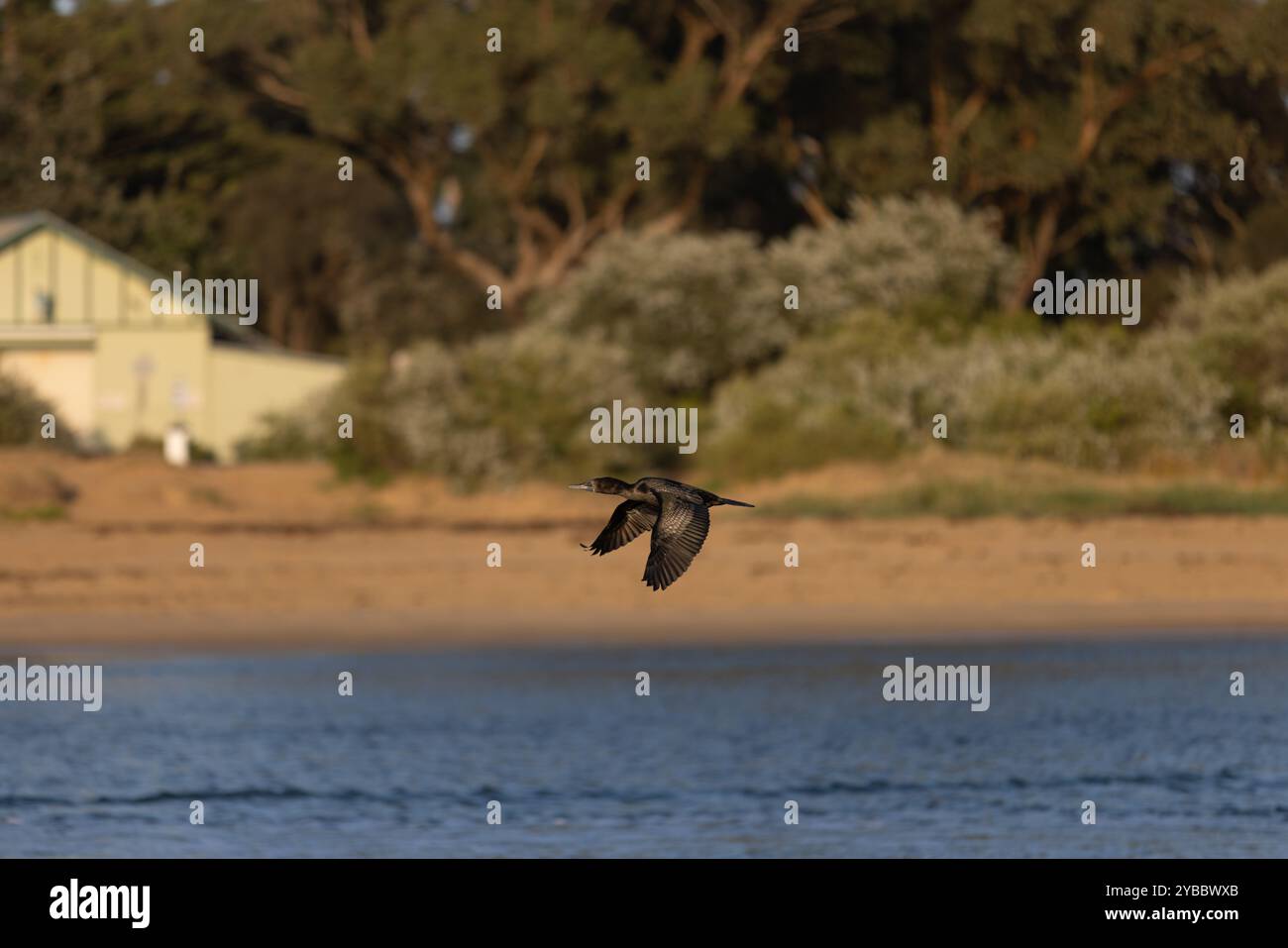 Uccello cormorano nero che vola in basso sulle calme acque costiere Foto Stock