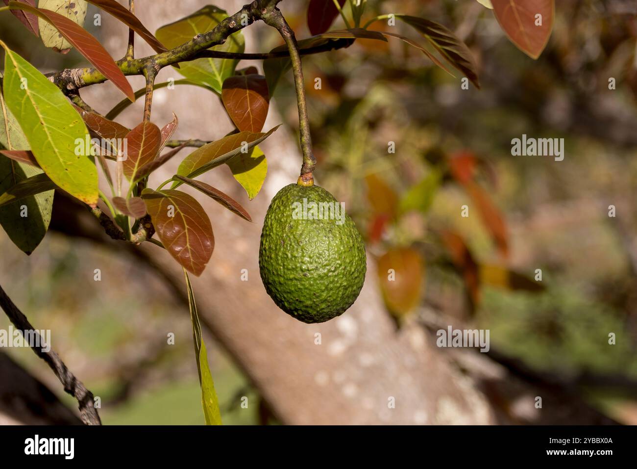 Nuove foglie rosa e arancio sul ramo dell'albero di avocado Hass (persea americana) nel frutteto del Queensland, Australia. Un avocado verde maturo appeso. Foto Stock