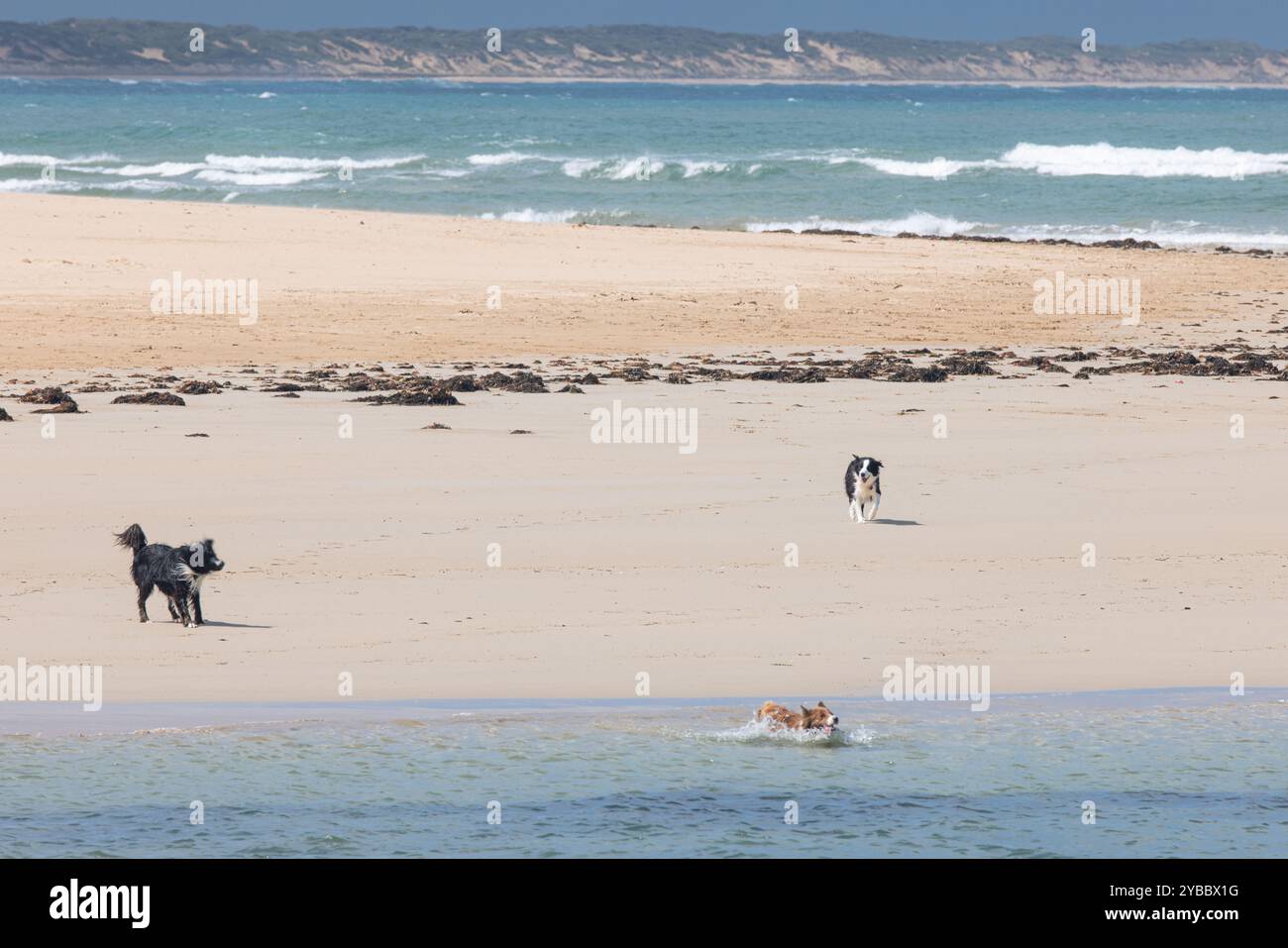 Tre cani che si godono una giornata su una spiaggia sabbiosa e uno che nuota Foto Stock