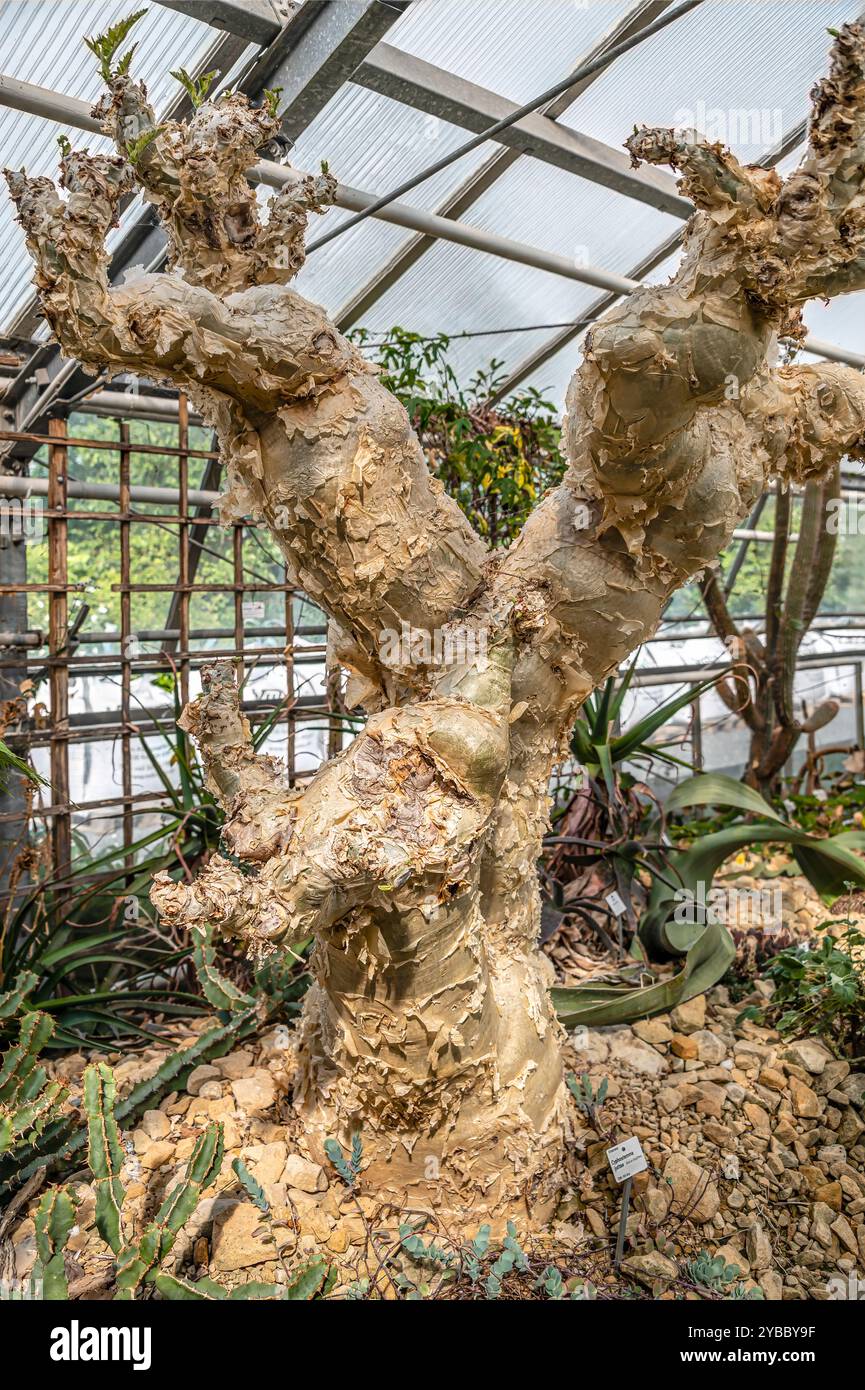 Primo piano dello stelo di una pianta di Cyphostemma juttae presso il Giardino Botanico di Dresda, Germania Foto Stock