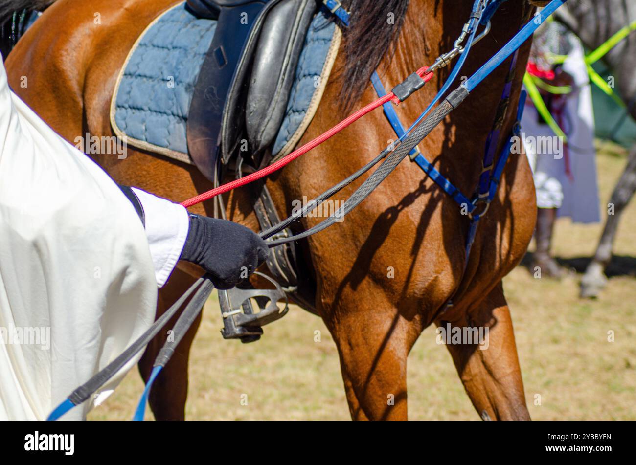 un cavallo tenuto dalla brilla durante una festa di rievocazione storica in estate Foto Stock