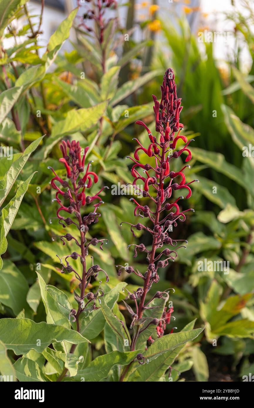 Alto giardino di cottage rosso fiorito Foto Stock