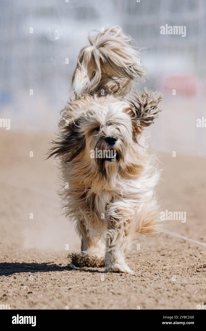 Corso di richiamo da corsa tibetano purosangue e spaniel, Sprint Dog Sport Foto Stock