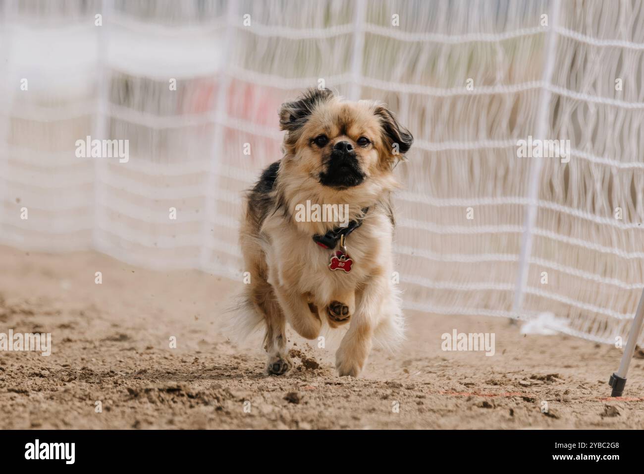 Corso di richiamo da corsa tibetano purosangue e spaniel, Sprint Dog Sport Foto Stock