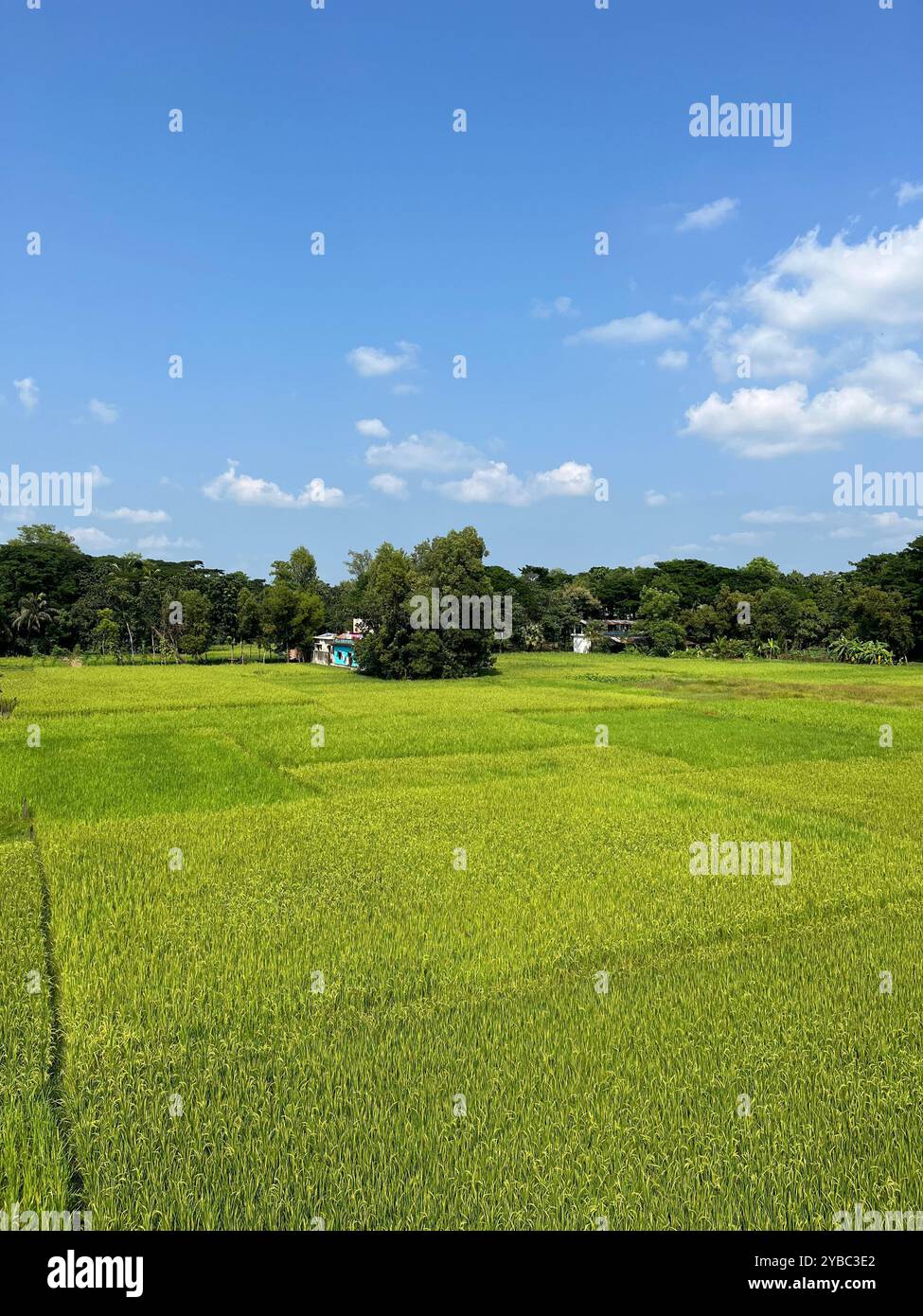 Evergreen Rice Field - Immagine stock catturata con smartphone
