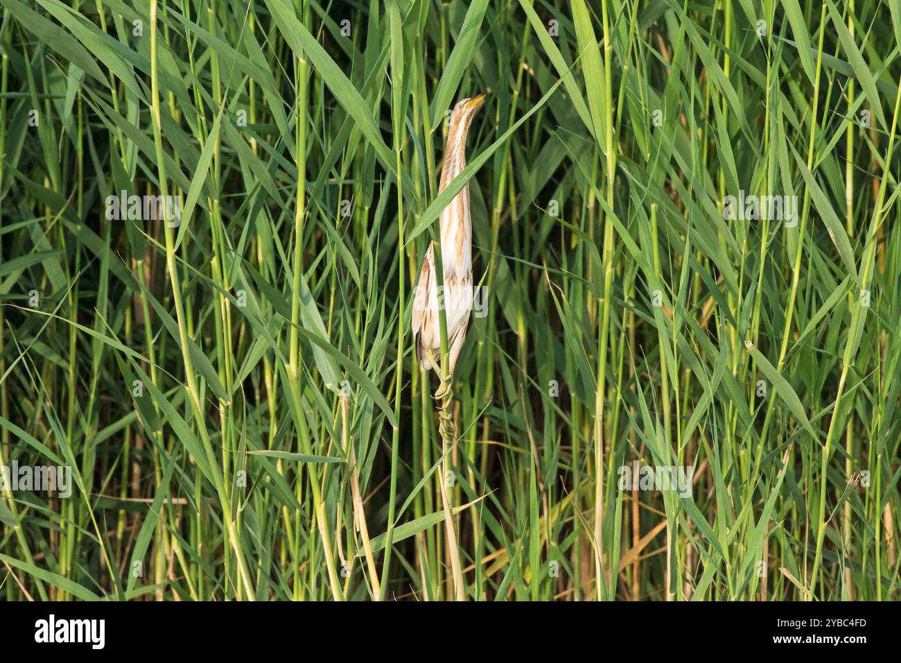 Tarabusino Ixobrycvhus minutus arroccato su uno stelo di cannuccia di palude Phragmites australis Kiskunsag Parco Nazionale vicino Tiszaalpar Ungheria Giugno 2017 Foto Stock