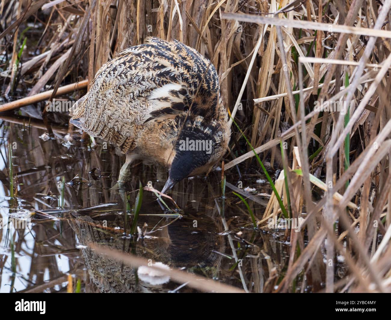 Tarabuso Botaurus stellaris alla ricerca di cibo in un canale di acqua tra Reedmace Typha latifolia, Blashford Laghi Riserva Naturale, Hampshire e Foto Stock