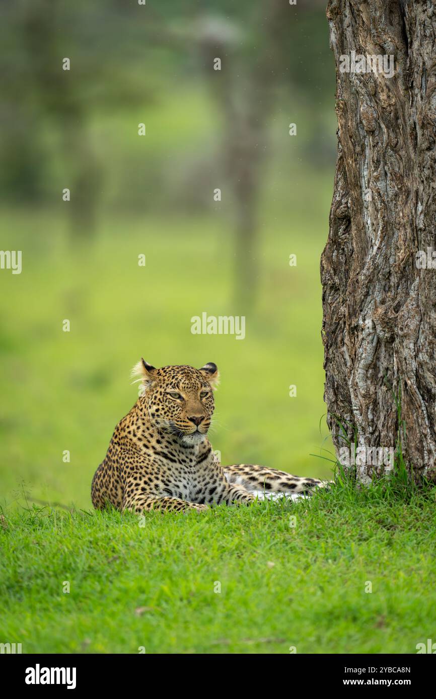 Il leopardo femminile giace alla base dell'albero Foto Stock