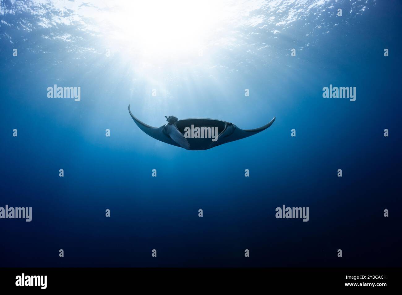 Giant Pacific Manta Ray (Manta birostris) nelle Isole Revillagigedo, Messico Foto Stock