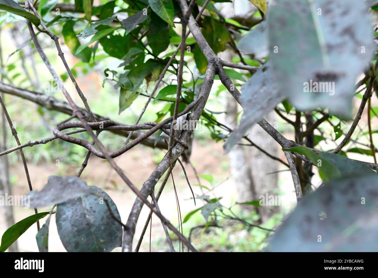 Il serpente malgascio (Langaha madagascariensis o Langaha nasuta) è un serpente acriptico endemico del Madagascar. Foto Stock