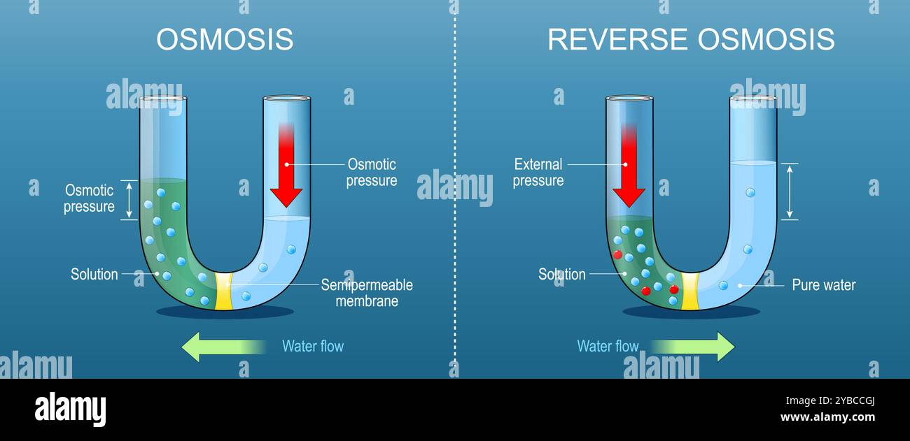 Osmosi inversa e osmosi. Diffusione del fluido attraverso una membrana semipermeabile da una soluzione a bassa concentrazione di soluto ad una soluzione con A. Illustrazione Vettoriale
