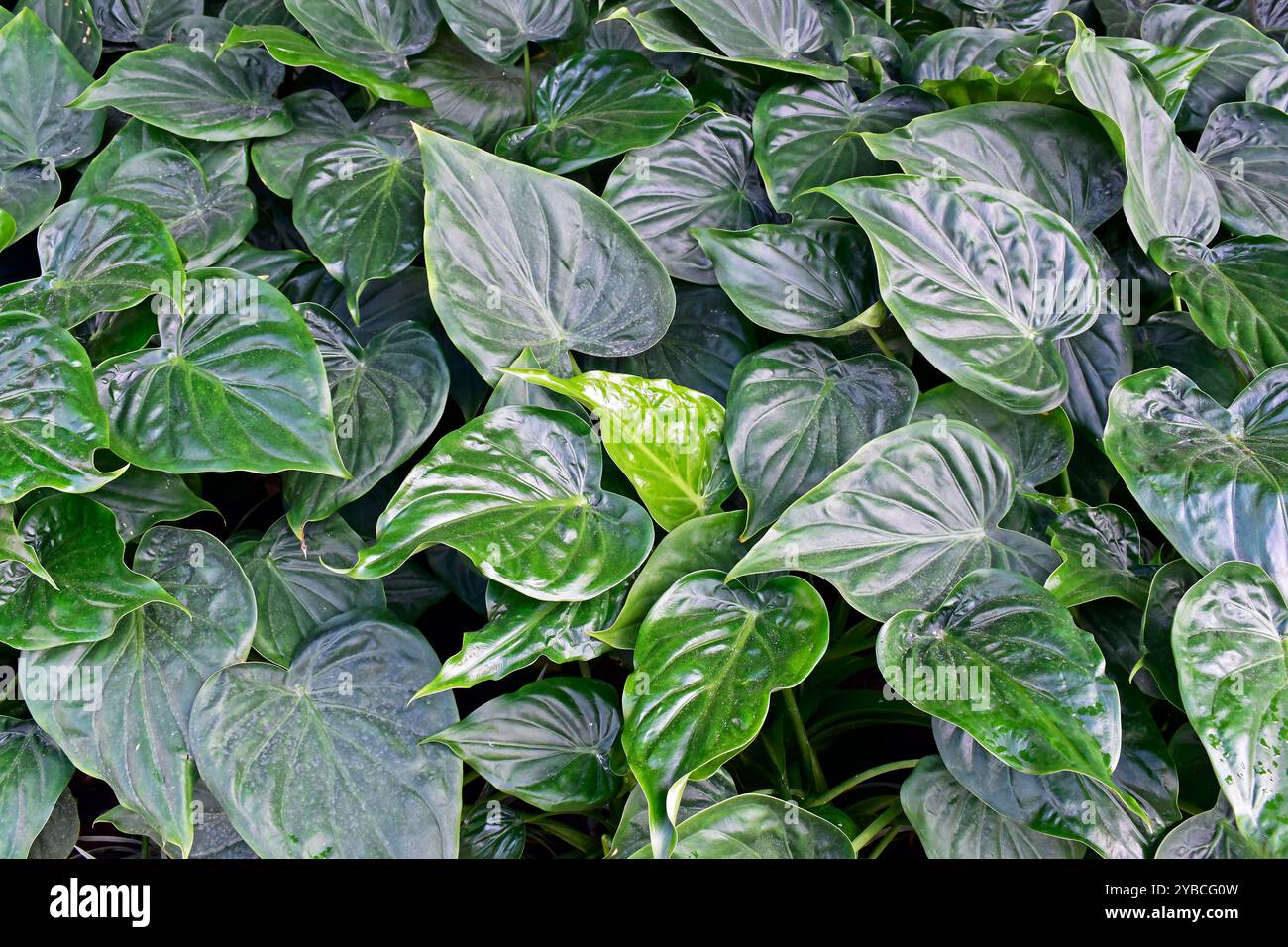 Foglie di taro cinese (Alocasia cucullata) sul giardino tropicale di Ribeirao Preto, San Paolo, Brasile Foto Stock