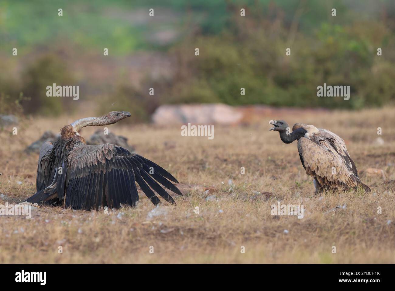 Avvoltoi a becco lungo - Clash for the titans. Foto Stock