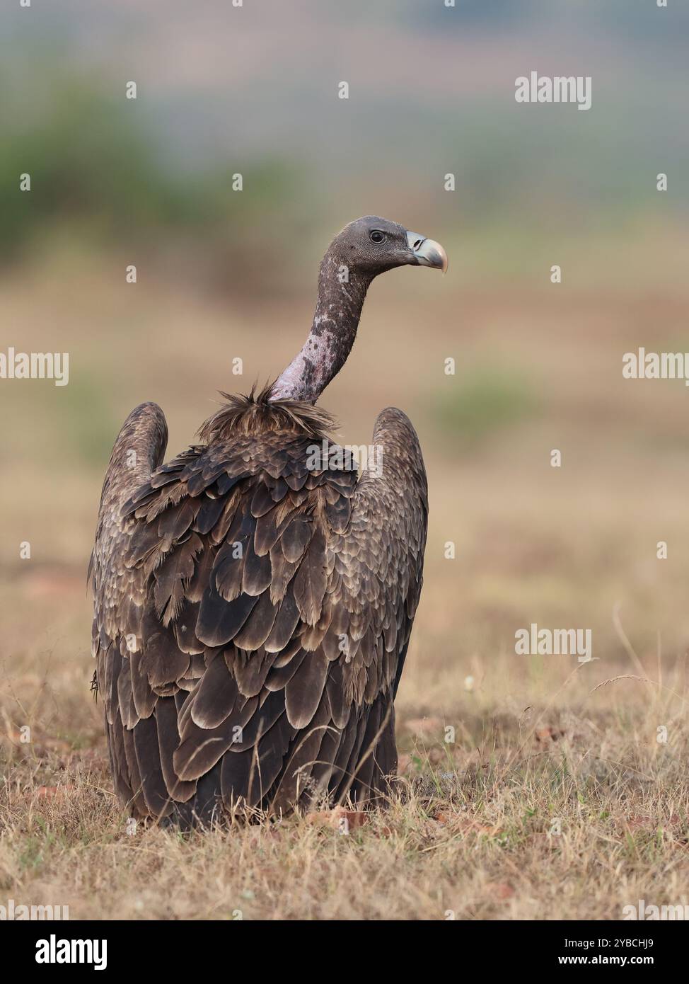 Avvoltoio a becco lungo - una specie di avvoltoi in via di estinzione e vulnerabili provenienti dall'India. Foto Stock