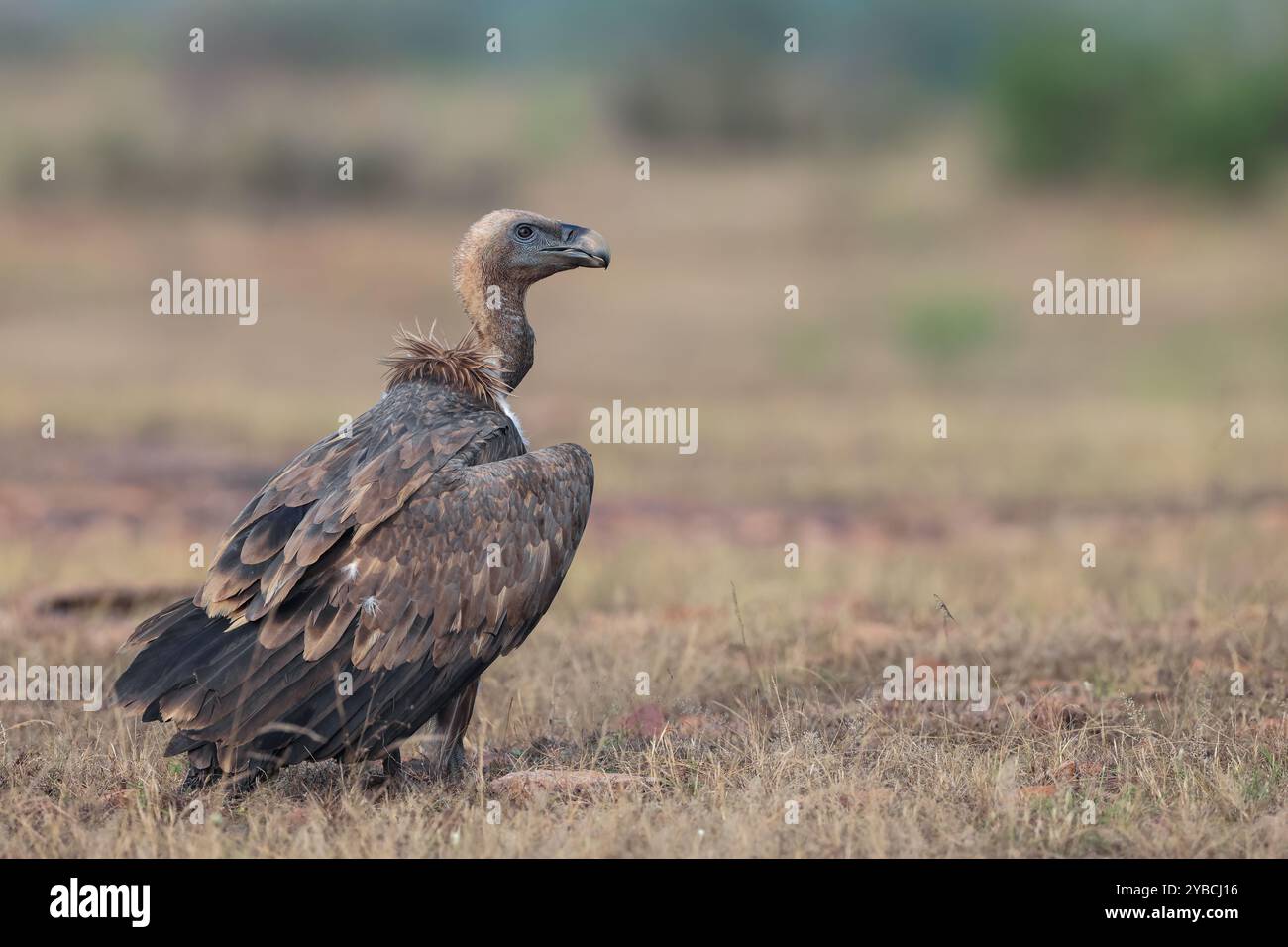 Ovulo grifone eurasiatico - un uccello invernale visitatore nell'India settentrionale e occidentale. Foto Stock