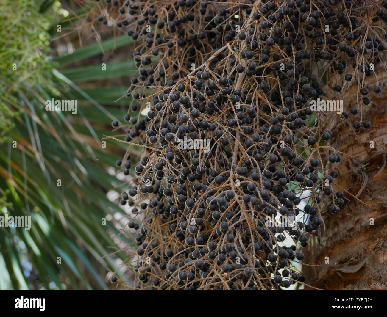 Primo piano di semi di palma Copernicia Alba. Foto Stock