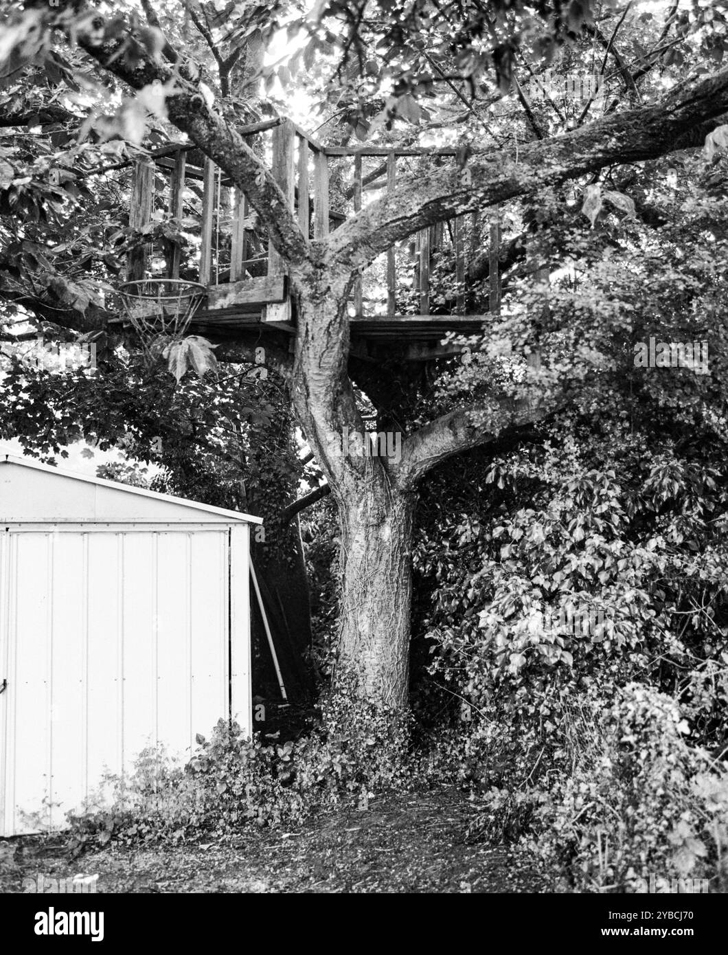 Treehouse o albero di casa in un albero ciliegio, Medstead, Hampshire, Inghilterra, Regno Unito. Foto Stock
